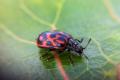 olloclip: Lady Bug - Macro